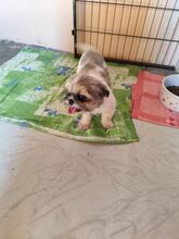 JODY, Hund, Shih Tzu-Mix in Slowakische Republik - Bild 3