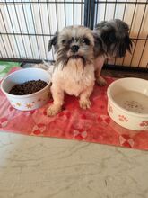 JODY, Hund, Shih Tzu-Mix in Slowakische Republik - Bild 4