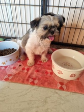 JODY, Hund, Shih Tzu-Mix in Slowakische Republik - Bild 5
