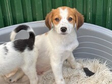 KANDO, Hund, Mischlingshund in Rumänien - Bild 3