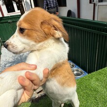 KANDO, Hund, Mischlingshund in Rumänien - Bild 4