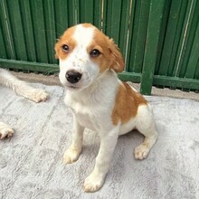 KANDO, Hund, Mischlingshund in Rumänien - Bild 5