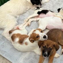 KANDO, Hund, Mischlingshund in Rumänien - Bild 6