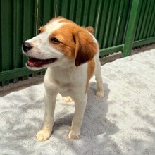 KANDO, Hund, Mischlingshund in Rumänien - Bild 7