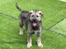 ERVIN, Hund, Mischlingshund in Rumänien - Bild 2
