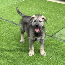 ERVIN, Hund, Mischlingshund in Rumänien - Bild 3