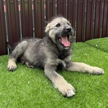 ERVIN, Hund, Mischlingshund in Rumänien - Bild 5