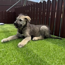 ERVIN, Hund, Mischlingshund in Rumänien - Bild 6