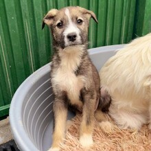 ESCO, Hund, Mischlingshund in Rumänien - Bild 1