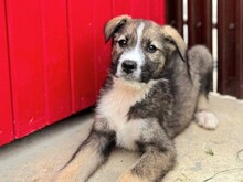 ESCO, Hund, Mischlingshund in Rumänien - Bild 3