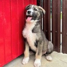 ESCO, Hund, Mischlingshund in Rumänien - Bild 4
