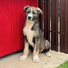 ESCO, Hund, Mischlingshund in Rumänien - Bild 5