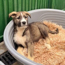 ESCO, Hund, Mischlingshund in Rumänien - Bild 6