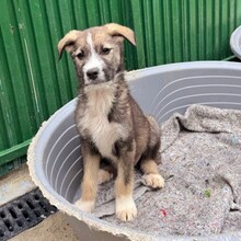 ESCO, Hund, Mischlingshund in Rumänien - Bild 7