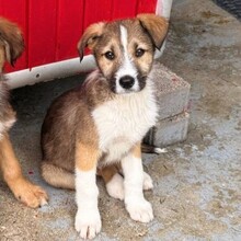 ERROL, Hund, Mischlingshund in Rumänien - Bild 1