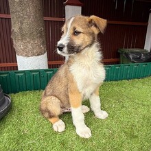 ERROL, Hund, Mischlingshund in Rumänien - Bild 2