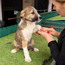 ERROL, Hund, Mischlingshund in Rumänien - Bild 3