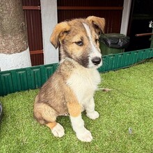 ERROL, Hund, Mischlingshund in Rumänien - Bild 4
