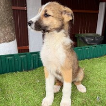 ERROL, Hund, Mischlingshund in Rumänien - Bild 6