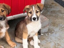 ERROL, Hund, Mischlingshund in Rumänien - Bild 7