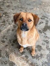 GRINCHIE, Hund, Mischlingshund in Bad Wünnenberg - Bild 1