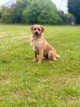 GRINCHIE, Hund, Mischlingshund in Bad Wünnenberg - Bild 10