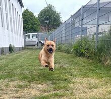 GRINCHIE, Hund, Mischlingshund in Bad Wünnenberg - Bild 11