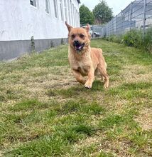 GRINCHIE, Hund, Mischlingshund in Bad Wünnenberg - Bild 12