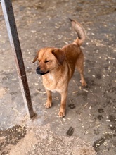GRINCHIE, Hund, Mischlingshund in Bad Wünnenberg - Bild 2