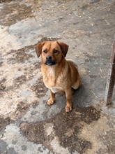 GRINCHIE, Hund, Mischlingshund in Bad Wünnenberg - Bild 3