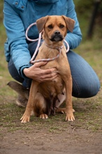 GRINCHIE, Hund, Mischlingshund in Bad Wünnenberg - Bild 4