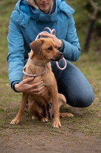 GRINCHIE, Hund, Mischlingshund in Bad Wünnenberg - Bild 6