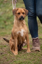 GRINCHIE, Hund, Mischlingshund in Bad Wünnenberg - Bild 7