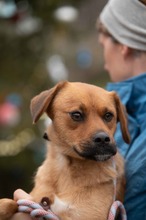 GRINCHIE, Hund, Mischlingshund in Bad Wünnenberg - Bild 8