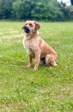 GRINCHIE, Hund, Mischlingshund in Bad Wünnenberg - Bild 9