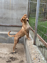 MARLOW, Hund, Mischlingshund in Bad Wünnenberg