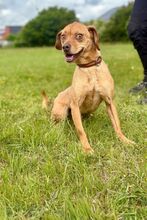 MARLOW, Hund, Mischlingshund in Bad Wünnenberg - Bild 2
