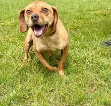 MARLOW, Hund, Mischlingshund in Bad Wünnenberg - Bild 3