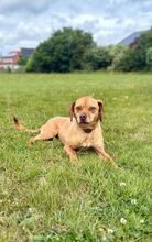 MARLOW, Hund, Mischlingshund in Bad Wünnenberg - Bild 4