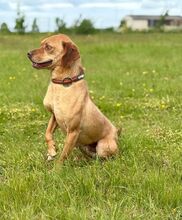 MARLOW, Hund, Mischlingshund in Bad Wünnenberg - Bild 5