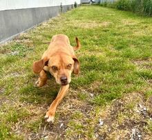 MARLOW, Hund, Mischlingshund in Bad Wünnenberg - Bild 6