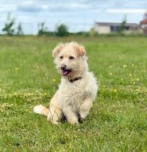 MADARTEJ, Hund, Mischlingshund in Bad Wünnenberg - Bild 2
