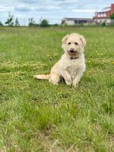 MADARTEJ, Hund, Mischlingshund in Bad Wünnenberg - Bild 3