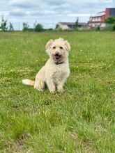 MADARTEJ, Hund, Mischlingshund in Bad Wünnenberg - Bild 4