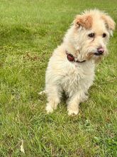 MADARTEJ, Hund, Mischlingshund in Bad Wünnenberg - Bild 5