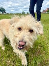MADARTEJ, Hund, Mischlingshund in Bad Wünnenberg - Bild 6