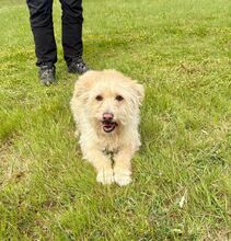 MADARTEJ, Hund, Mischlingshund in Bad Wünnenberg - Bild 7