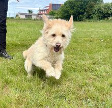 MADARTEJ, Hund, Mischlingshund in Bad Wünnenberg - Bild 8