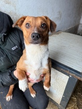 PARYTTIA, Hund, Dackel-Mix in Mudersbach - Bild 1
