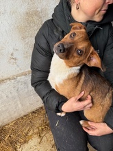 PARYTTIA, Hund, Dackel-Mix in Mudersbach - Bild 10